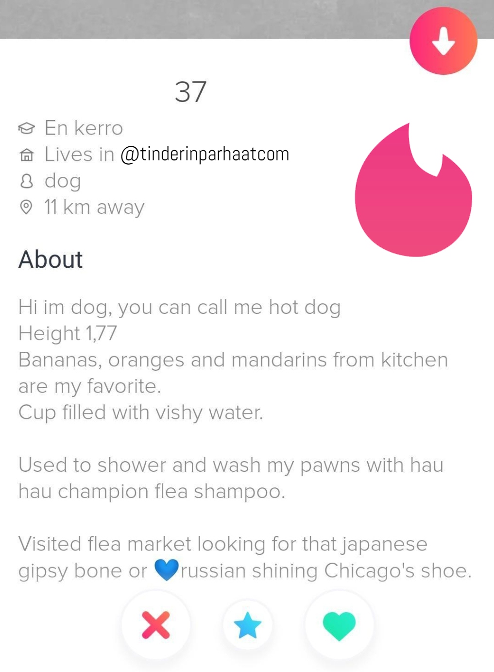imdogeTINDERprofiili1307