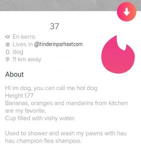 imdogeTINDERprofiili13072
