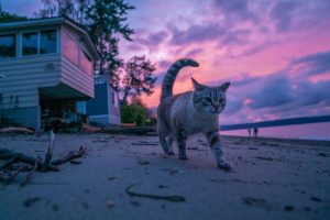 kyle-johnson-ZgcB6XB4moQ-unsplash